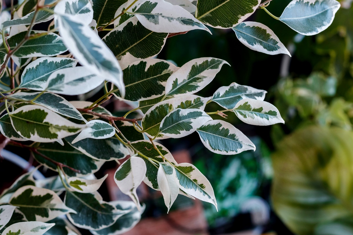 Beispiel SEO-Texter: Suche nach "Ficus retten" zeigt Ficus-Planze